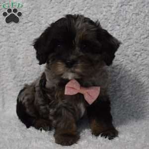 Riley, Forever Puppy